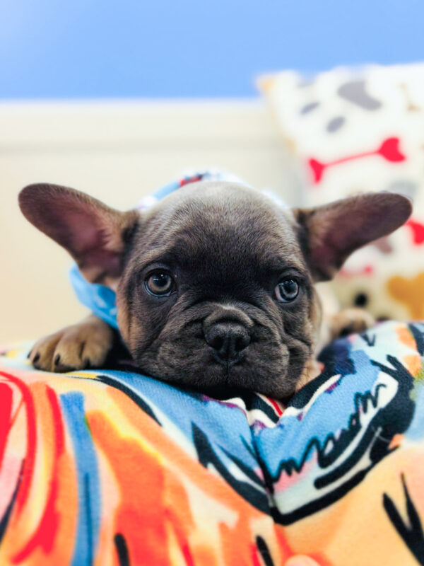 Finnian French Bulldog 01