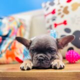 Finnian French Bulldog 02