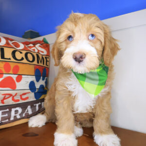 Foster Mini Goldendoodle 01