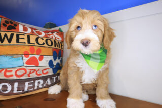 Foster Mini Goldendoodle 01