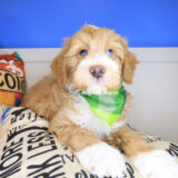 Foster Mini Goldendoodle 03