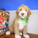 Foster Mini Goldendoodle 04