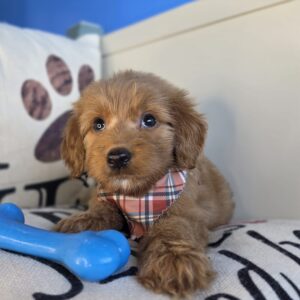 Franklin Goldendoodle 01