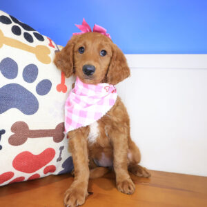 Gabbie Mini Goldendoodle 01