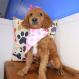 Gabbie Mini Goldendoodle 03
