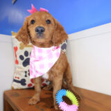 Gabbie Mini Goldendoodle 04