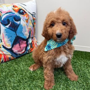 Ginger Mini Goldendoodle 01
