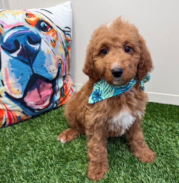 Ginger Mini Goldendoodle 01
