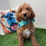 Ginger Mini Goldendoodle 02