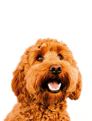 Goldendoodles