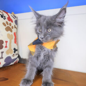 Goose Maine Coon 01