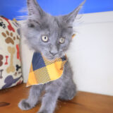 Goose Maine Coon 02