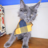 Goose Maine Coon 03