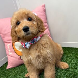 Gwendolyn Mini Goldendoodle 01