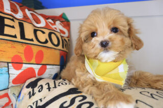 Hagrid Maltipoo 01