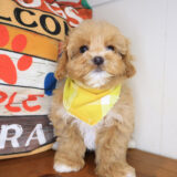 Hagrid Maltipoo 02