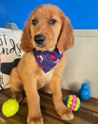 Han Golden Retriever 01