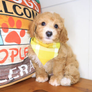 Harry Bichapoo 01