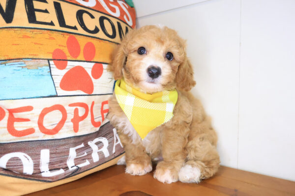 Harry Bichapoo 01
