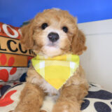 Harry Bichapoo 02