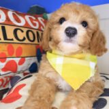 Harry Bichapoo 04