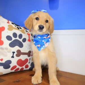 Heidi Golden Retriever 01