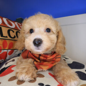 Henry Bichapoo 01
