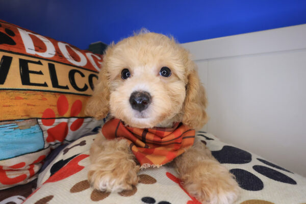 Henry Bichapoo 01