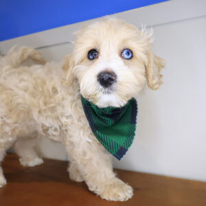 Hoot Mini Goldendoodle 01