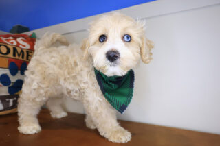 Hoot Mini Goldendoodle 01