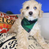 Hoot Mini Goldendoodle 02