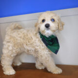 Hoot Mini Goldendoodle 03