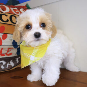 Houdini Maltipoo 01