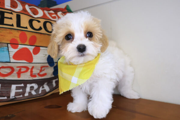 Houdini Maltipoo 01