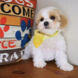 Houdini Maltipoo 02
