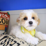 Houdini Maltipoo 03