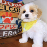 Houdini Maltipoo 04
