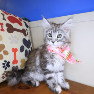 Igraine Maine Coon 01
