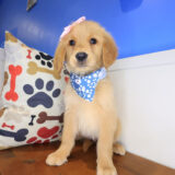 Indig Golden Retriever 01