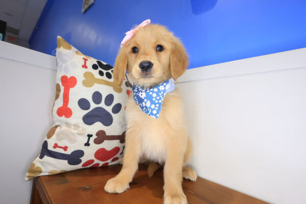 Indig Golden Retriever 01