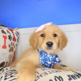Indig Golden Retriever 02