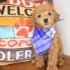 Inferno Goldendoodle 01
