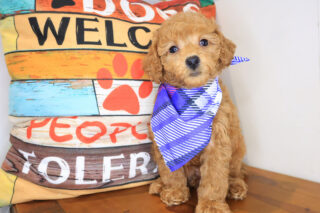 Inferno Goldendoodle 01