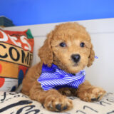 Inferno Goldendoodle 02