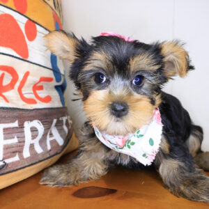 Isabelle Yorkshire Terrier 01