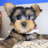 Isabelle Yorkshire Terrier 02