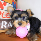 Isabelle Yorkshire Terrier 03