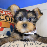 Isabelle Yorkshire Terrier 04