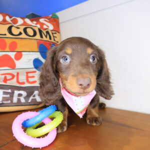 Izzy Dachshund 01