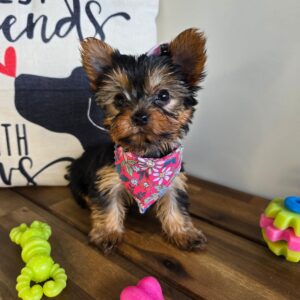 Jetta Yorkshire Terrier 01